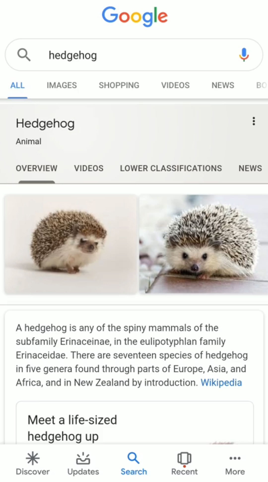 hedgehog demo